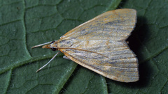 Anania crocealis