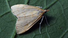 Anania crocealis