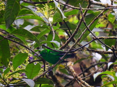 Chlorochrysa phoenicotis
