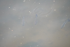 Actinopterygii
