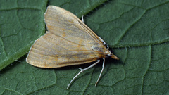 Anania crocealis