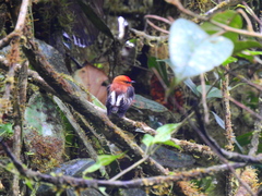 Machaeropterus deliciosus