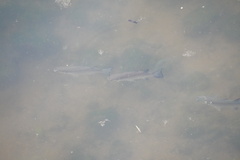 Actinopterygii