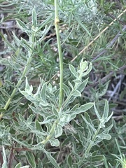 Oenothera cinerea