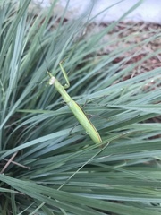 Mantis religiosa