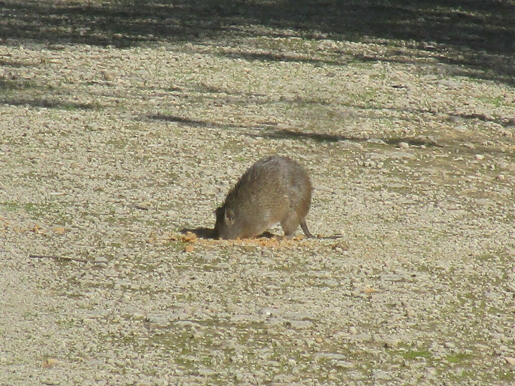 Western Brown Bandicoot