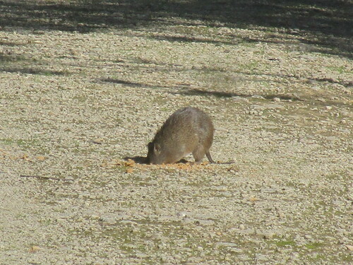 Quenda