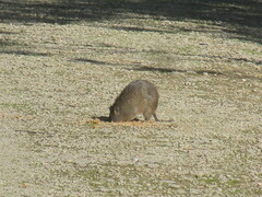 Western Brown Bandicoot photo 2