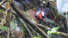 Machaeropterus deliciosus