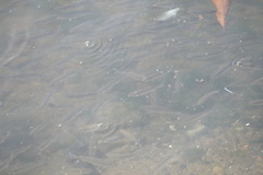 Actinopterygii