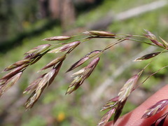 Poa wheeleri