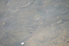 Actinopterygii