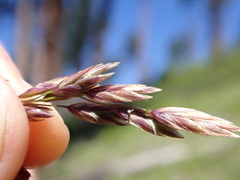 Poa wheeleri