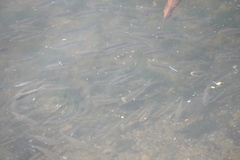 Actinopterygii