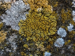 Candelariella medians