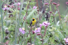 Pachyphantes superciliosus