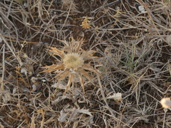 Carlina lanata