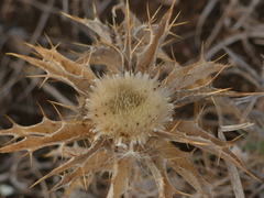 Carlina lanata