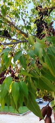 Brachychiton populneus