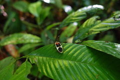 Physopelta albofasciata