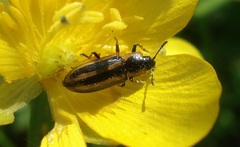 Prasocuris phellandrii