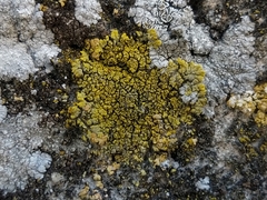 Candelariella medians