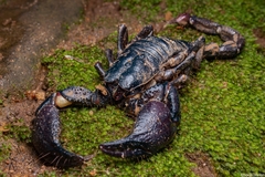 Sahyadrimetrus