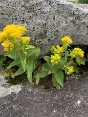 Solidago spithamaea