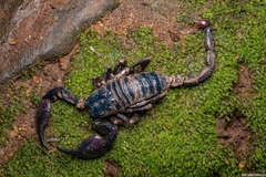 Sahyadrimetrus