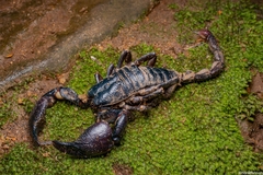Sahyadrimetrus