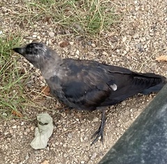 Corvus monedula