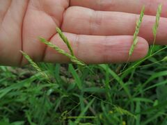 Leersia oryzoides