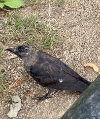 Corvus monedula