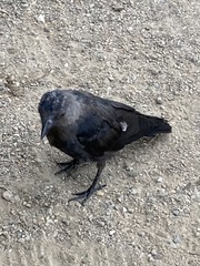 Corvus monedula