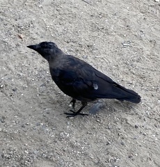 Corvus monedula