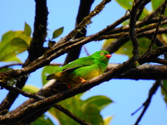 Chlorophonia flavirostris