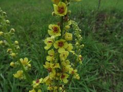 Verbascum nigrum