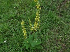 Verbascum nigrum