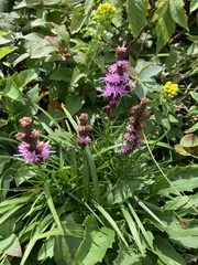 Liatris helleri
