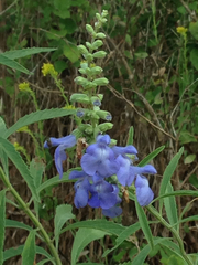 Salvia azurea