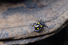 Eumorphus marginatus