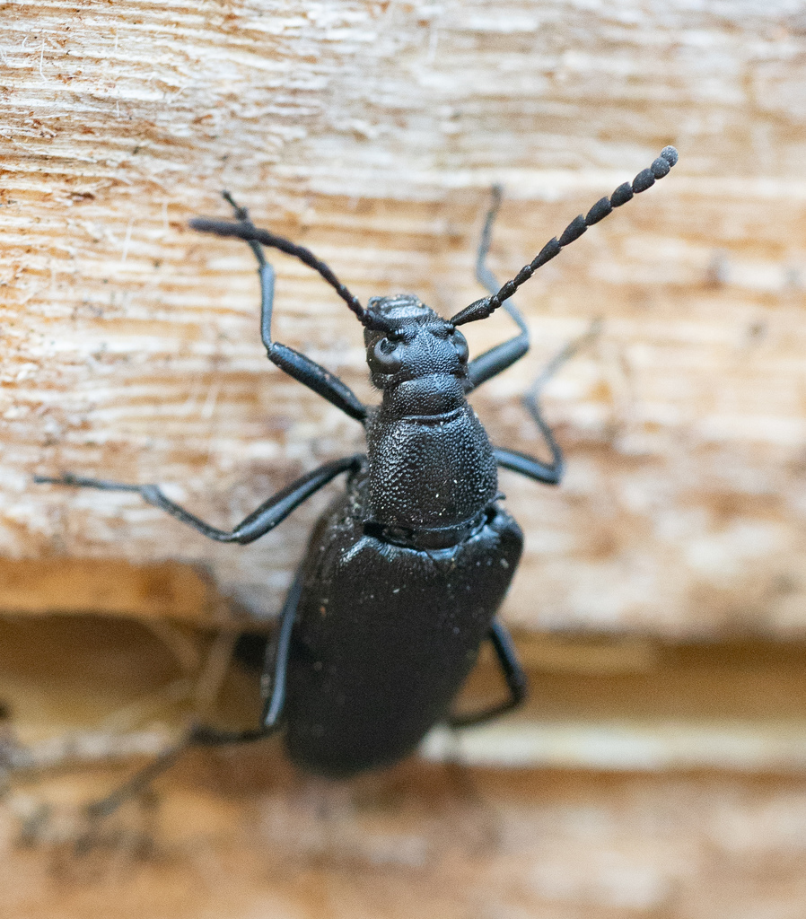 Pygoleptura brevicornis