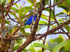 Diglossa indigotica
