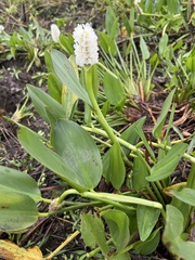 Pontederia reflexa