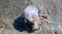 Spatangoida