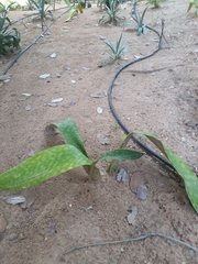 Sansevieria longiflora
