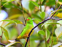Chlorophonia flavirostris