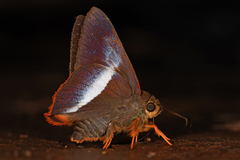 Bibasis sena uniformis