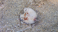 Spatangoida