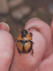 Bolbocerosoma tumefactum